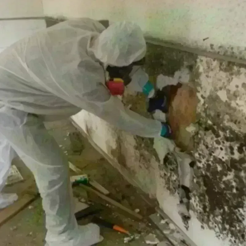 Mold Remediation and Removal in Freeburg, IL